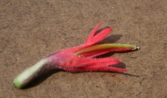 Castilleja subinclusa subinclusa