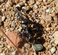 Messor capensis
