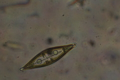 Craticula cuspidata