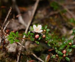 Cyanothamnus nanus pubescens
