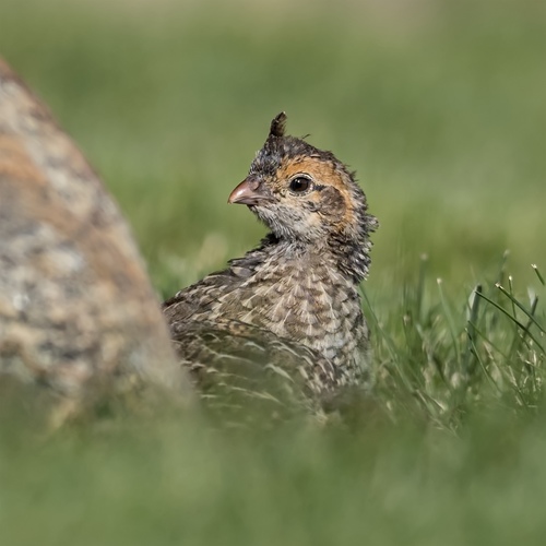 California Quail, photo 9 of 9