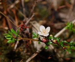 Cyanothamnus nanus pubescens