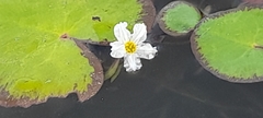 Nymphoides hydrophylla