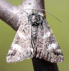 Litocala sexsignata
