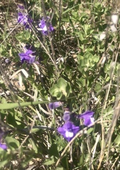 Scutellaria wrightii