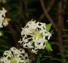 Pimelea glauca