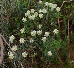Pimelea glauca