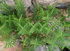 Pimelea glauca