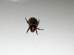 Anomalini