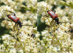 Stictoleptura cordigera