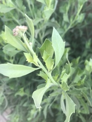 Tessaria absinthioides