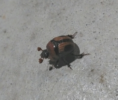 Bolbocerosoma confusum