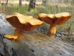 Gymnopilus fulvosquamulosus