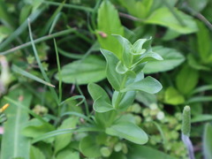Centaurium japonicum