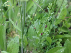 Centaurium japonicum