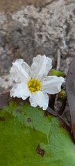 Nymphoides hydrophylla