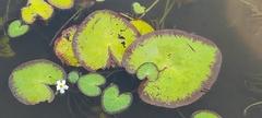 Nymphoides hydrophylla