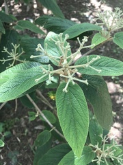 Viburnum