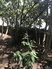 Viburnum