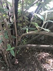 Viburnum