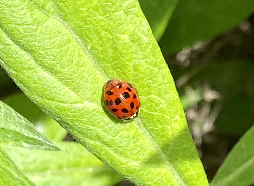 iNaturalist observation photo of Asian Lady Beetle