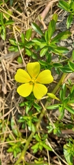 Ludwigia taiwanensis