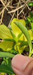 Ludwigia taiwanensis