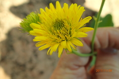 Berkheya setifera