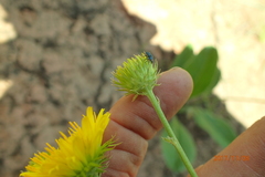 Berkheya setifera