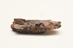 Xylena thoracica