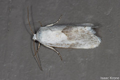 Ponometia acutus