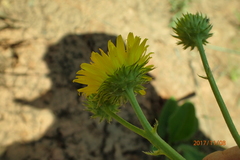 Berkheya setifera