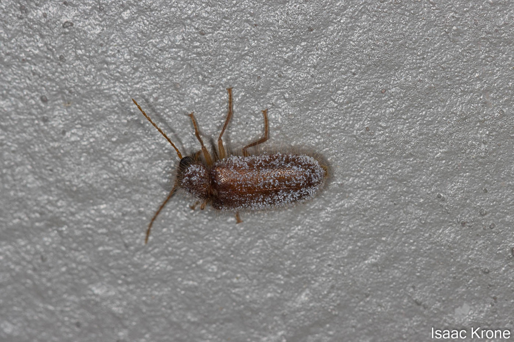 Rhadalini