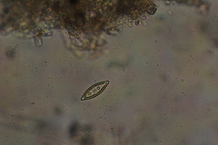 Craticula ambigua