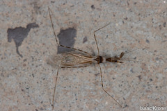 Stenolemoides arizonensis