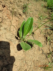 Berkheya setifera