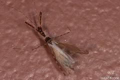 Stenolemoides arizonensis