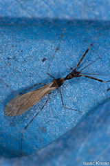 Stenolemoides arizonensis