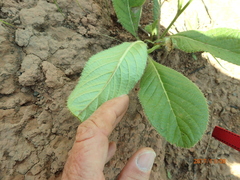 Berkheya setifera