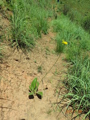Berkheya setifera