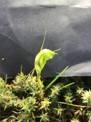 Pterostylis alveata