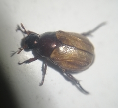 Anomalini