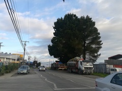 Theristicus melanopis