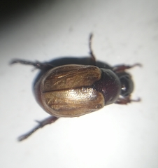 Anomalini