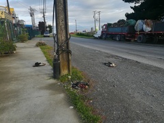 Theristicus melanopis