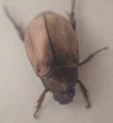 Anomalini