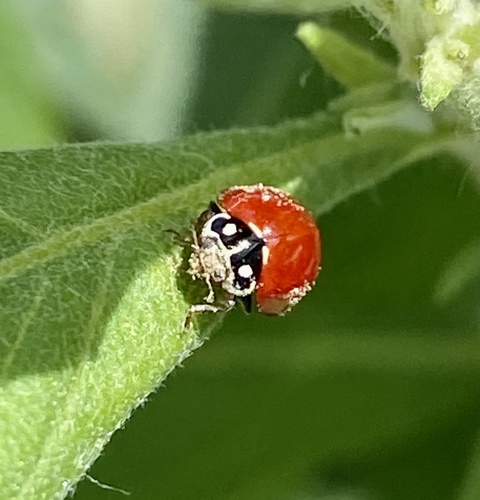 iNaturalist observation photo of Spotless Lady Beetle