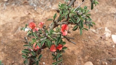Indigofera sessilifolia