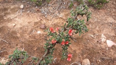 Indigofera sessilifolia