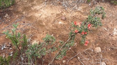Indigofera sessilifolia